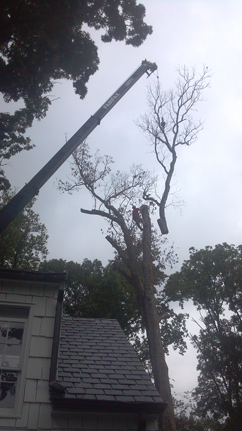 Tree Removal and Stump Grinding